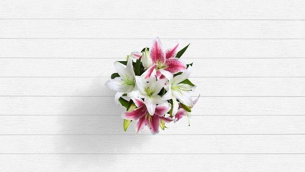 Flower Pink and White Logo - Lily Flowers: Send a Bouquet of Lilies, Delivered Fast from $19.99
