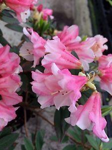 Flower Pink and White Logo - Rhododendron Wee Bee Dwarf-Evergreen Spring Flowering Pink/White ...