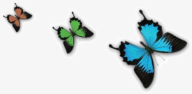 Colored Butterfly Logo - Colored Butterflies, Color, Butterfly, Whitefly PNG Image and ...