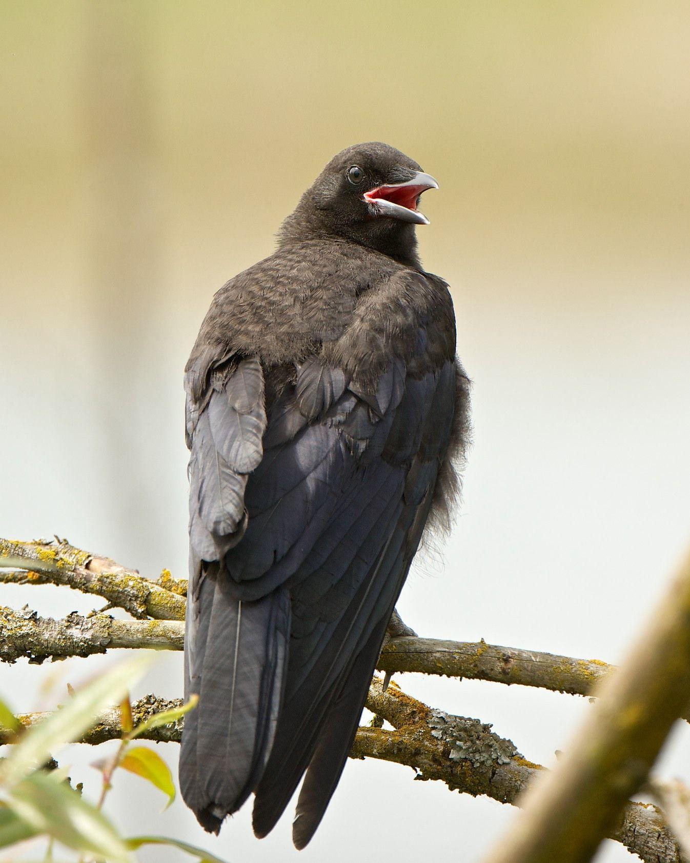 Black Bird GA Logo - Ravens and Crows - Who Is Who | BirdNote