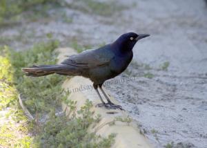 Black Bird GA Logo - Birds – Tybee Island Marine Center