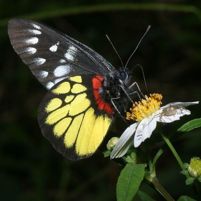 Red and Yellow Butterfly Logo - Vietnamese Butterflies