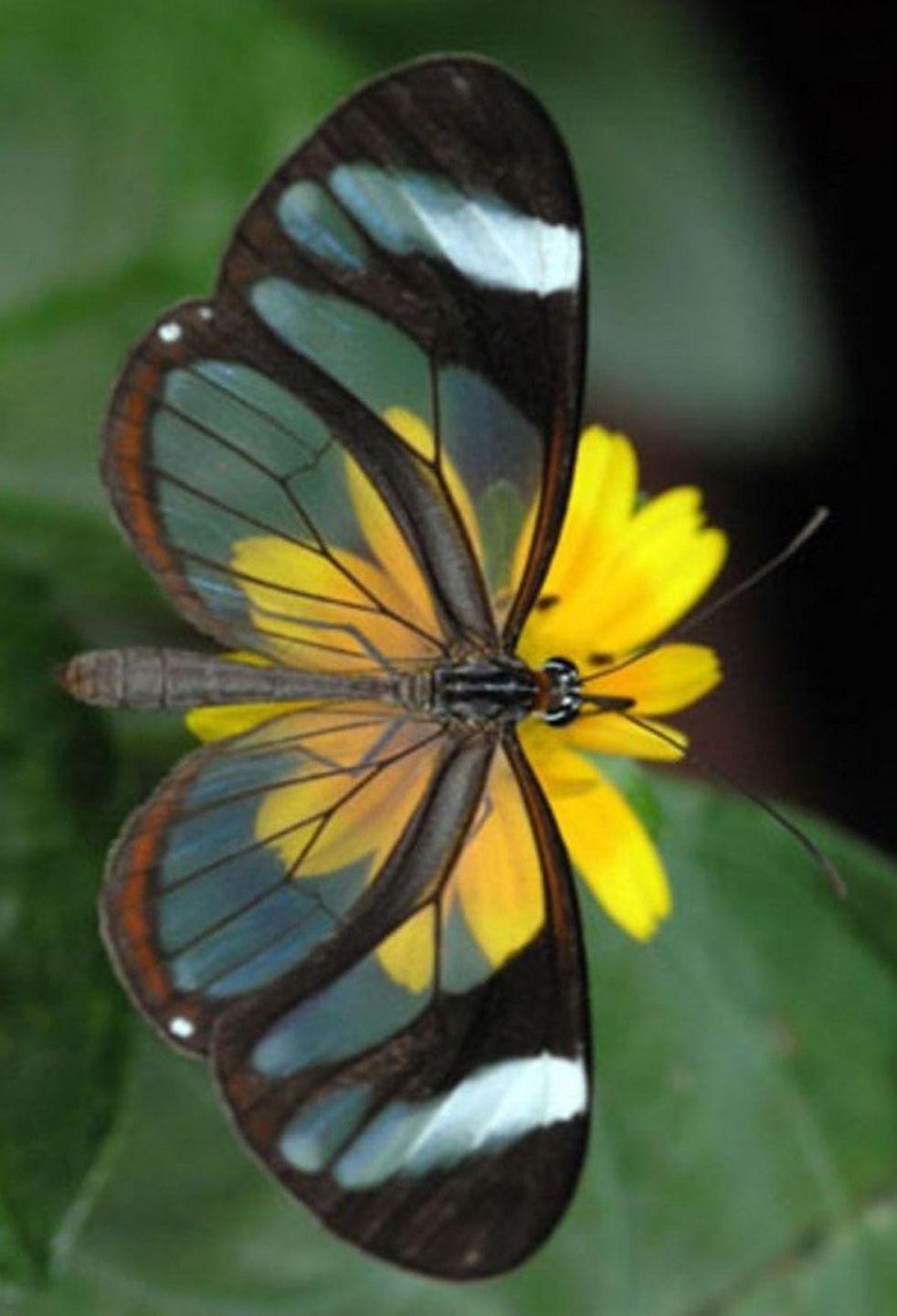 Red and Yellow Butterfly Logo - Beautiful Butterflies // Amazing Blue butterfly, Red butterfly