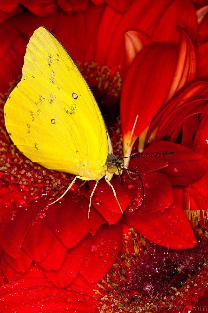 Red and Yellow Butterfly Logo - SEAS1 - Little Yellow Butterfly (Pyrisitia lisa) - Singapore Airport ...