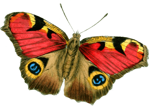 Red and Yellow Butterfly Logo - Yellow Butterfly PNG.PNG