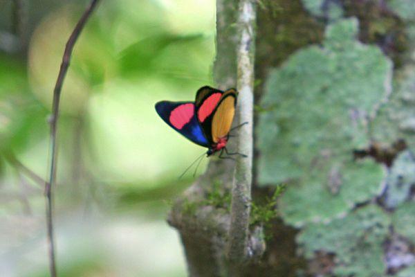 Red and Yellow Butterfly Logo - Red, blue, and yellow (on the underside) butterfly in Yasuni ...
