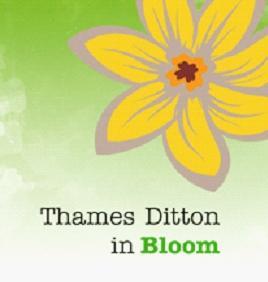 Yellow Bloom Logo - Thames Ditton Continues to Bloom - Residents' Association