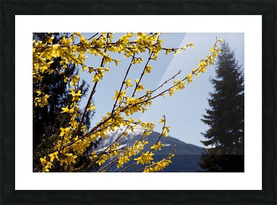 Yellow Bloom Logo - Yellow Bloom in Alps - Ann Romanenko Canvas