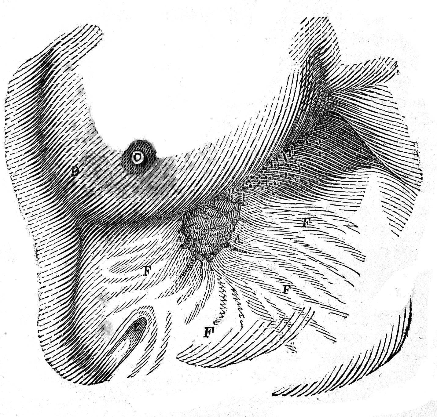 William Beaumont Foundation Logo - Physiology of digestion, W. Beaumont, 1833 Wellcome L0005178