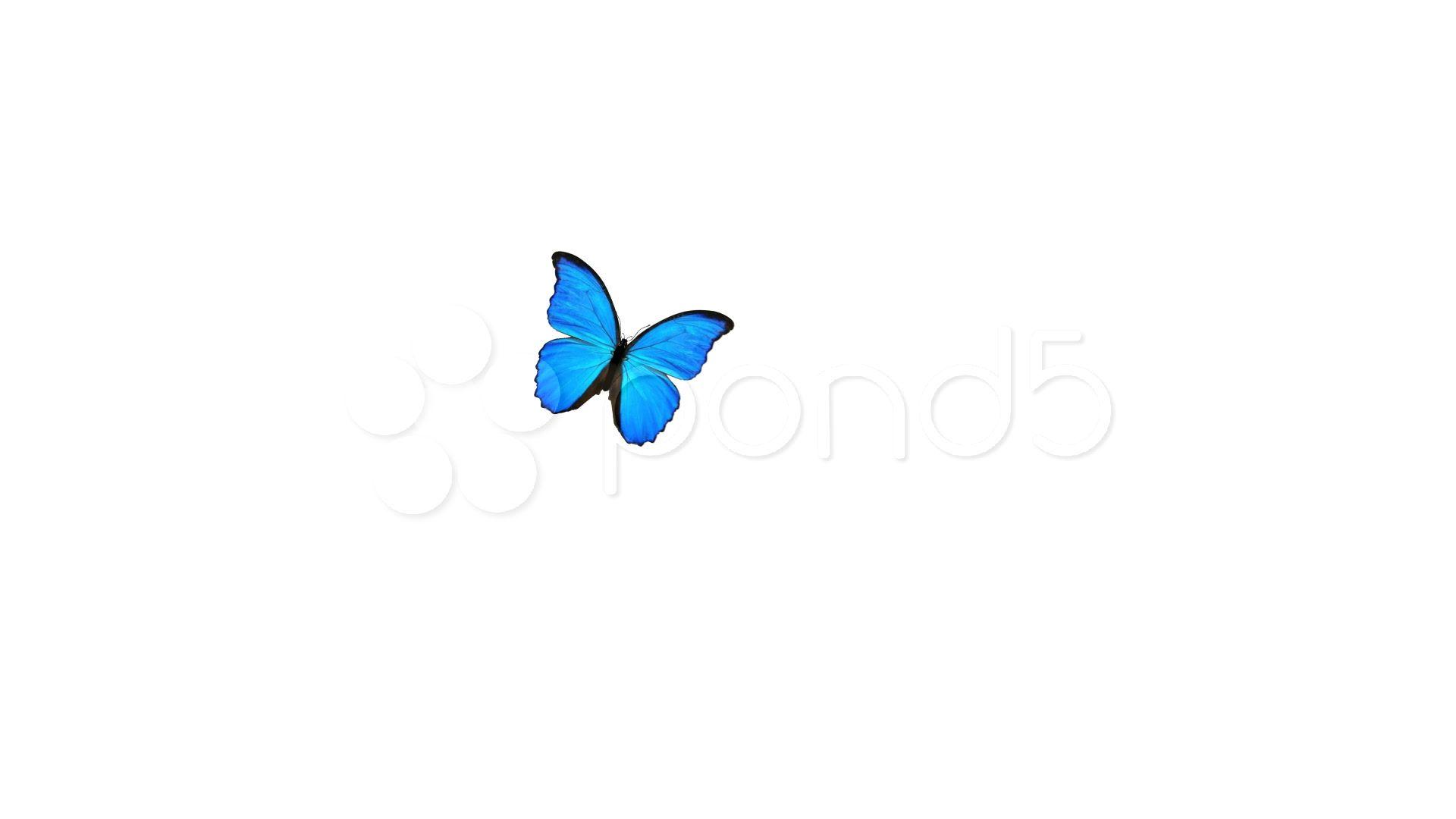 Blue Butterfly Logo - Stock Video: Blue butterfly Buy Now